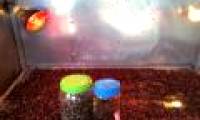 Farmers successfully invented a clean infrared dryer
