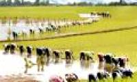 Farming makes people ... dwarfed