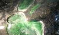 Farming people use tens of billion jade to ... pickle salt