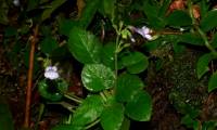 Fascinated by the beautiful flower species that only exists in Vietnam and is listed in the Red Book and needs to be protected.