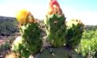 Fat in Vietnamese Nopal cactus seeds is higher than that of Germany