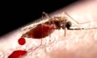 FDA: Genetically modified mosquitoes that do not affect the environment will apply to fight Zika