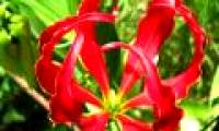Fear of poisonous dramatic dramatic flowers in Vietnam