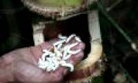 Fear of strange creatures in bamboo pipes is considered by local people as precious