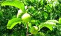 Fear of the poisonous poisonous tree of Vietnam in 7 steps