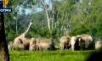 Fearing statues of giraffes, elephants giving up intent on destroying plantations