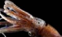 Feel the pain to help the squid increase its survival