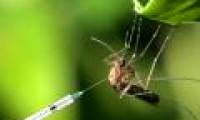 Female mosquitoes refuse to 'fall in love' with the genetically modified male mosquitoes, a failed mosquito extermination project