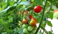 Female voice helps plants grow fast