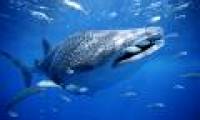 Female whale shark is a