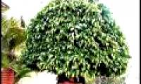 Fertilizer from ... hair