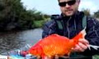 Few people know about carp