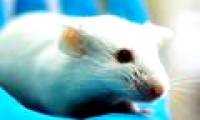 Find a drug that extends your mouse's life expectancy by 35%, coming soon for humans?