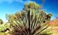 Find anti-obesity in wild pineapple plants