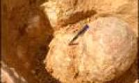 Find hundreds of nesting dinosaur eggs in India