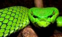 Find more than 1,000 new species in the Mekong Subregion