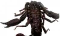 Find new scorpions in Vietnam