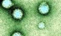 Find new vaccines against chikungunya virus