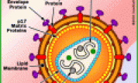 Find new ways to stop the development of AIDS