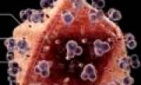 Find out how to block HIV virus from developing AIDS