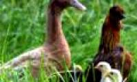 Find out how to duck the father of chickens