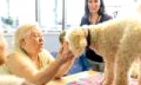 Find out how to prevent Alzheimer's from developing in animals