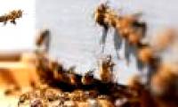 Find out how to recover insect and bee pollen pollen