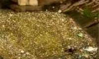 Find out the cause of dead fish at Thien Quang Lake