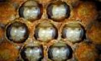 Find out the 'secret' to make honey bees into queen bees