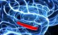 Find out where to store fear memories in the brain