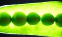 Find out why plants can find water