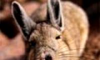 Find rats that are very similar to rabbits