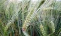 Find the culprit causing powdery mildew in barley