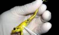 Find the culprit that extends 100 species of frogs