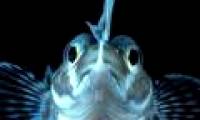 Find the 'hot' fish living in Antarctica