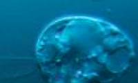 Find the oldest living body in the world