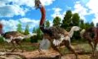 Find the perfect fossil of ostrich-like dinosaurs