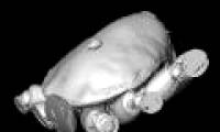 Find the smallest fossil on the planet