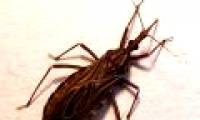 Find the virus related to blood sucking insects