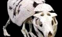 Finding crocodile fossils shaped like tatu in Brazil