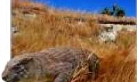Finding fossils of ancient vegetarian crocodile strains