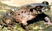 Finding frogs, toads ... new in Lam Dong