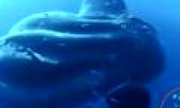 Finding new fish weighs more than 2 tons in the past 130 years