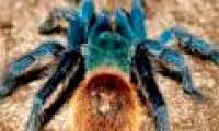 Finding new spiders is named after John Lennon