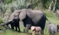 Finding pink elephants in Africa