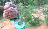 Finding rare and precious mushrooms