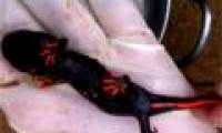 Finding rare orange tail toad fish in Nghe An