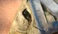 Finding scorpion fossils 415 million years ago