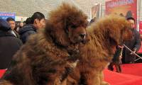 Finding the origin of the Tibetan Mastiff