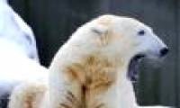 Finding the polar bear's genitals is getting smaller and smaller